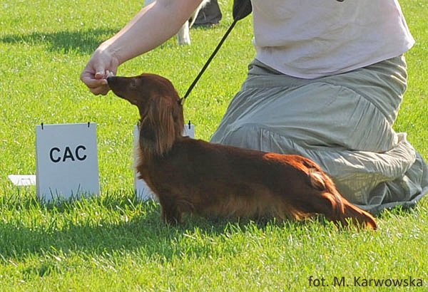 Aluzja na wystawie w Warszawie wrzesie 2009 1