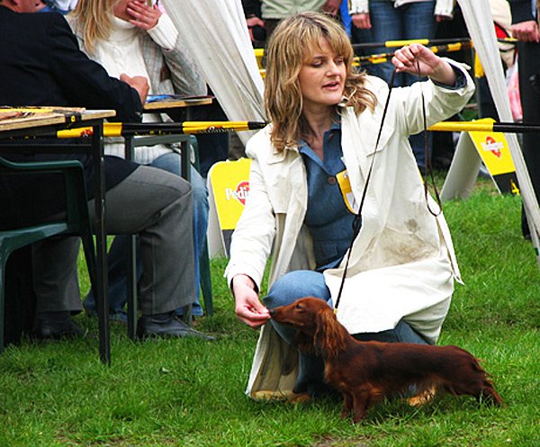 Jamnik dlugowlosy kroliczy Aluzja w Lodzi