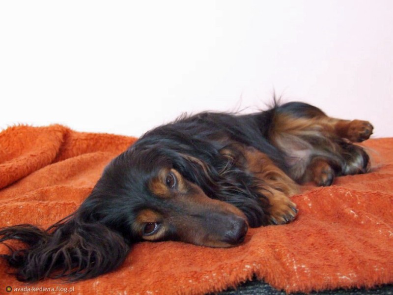 jamnik JAZZ Corigentia na kanapie p 800x600 