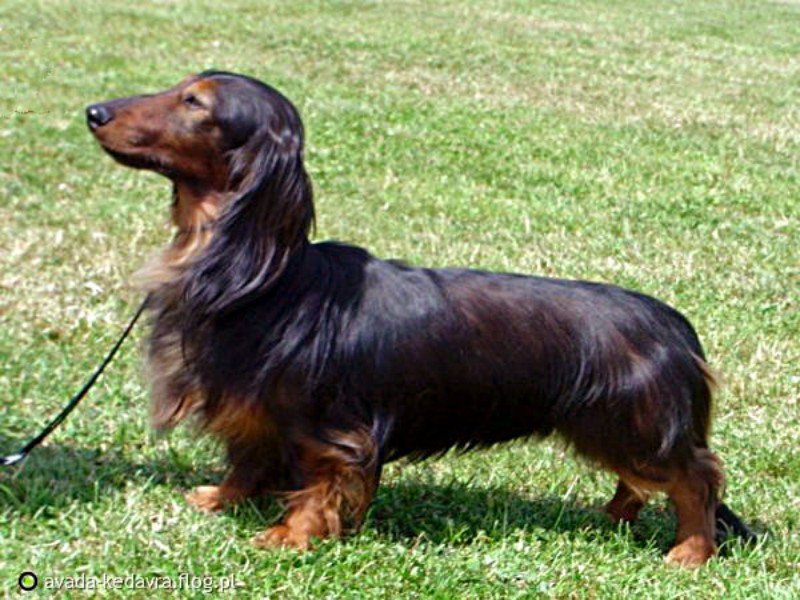 jamnik Jazz Corigentia jako Zwyci zca Klubu 2006 p 800x600 