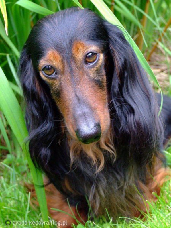 jamnik dlugowlosy Jazz Corigentia3 800x600 