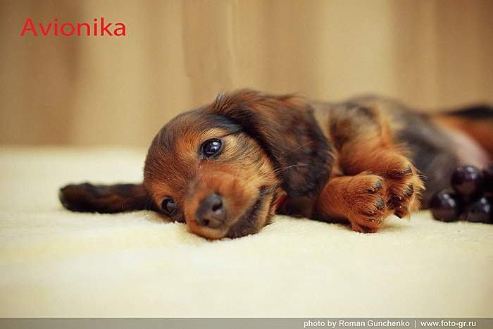 Jamnik dlugowlosy Avionika le ca 2 p