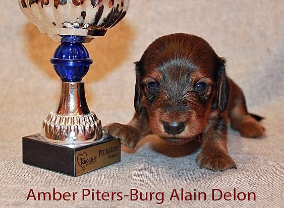 jamni dlugowlosy Alain Delon zielony 4