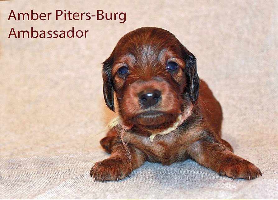 jamni dlugowlosy Ambassador pomaranczowy 3