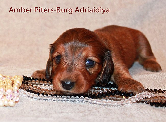 jamnik dlugowlosy Adriaidiya koralowa 2