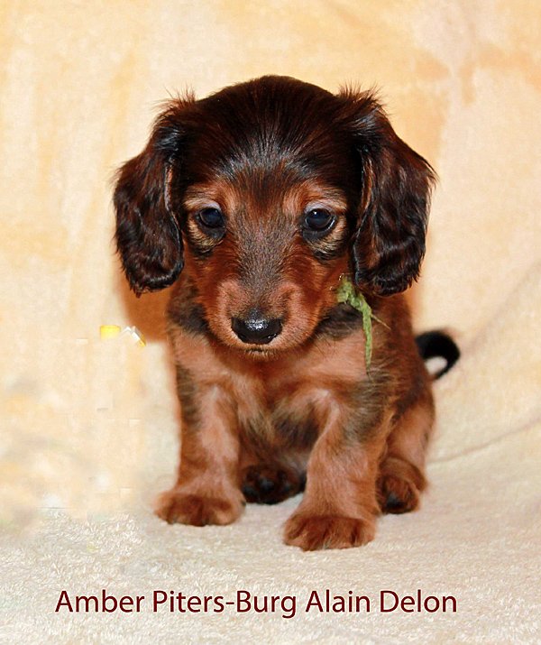 jamnik dlugowlosy Alain Delon 2