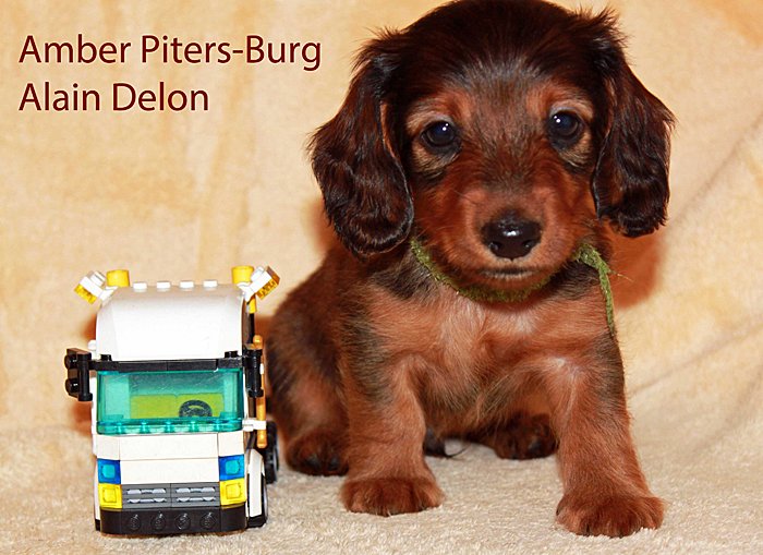 jamnik dlugowlosy Alain Delon 3