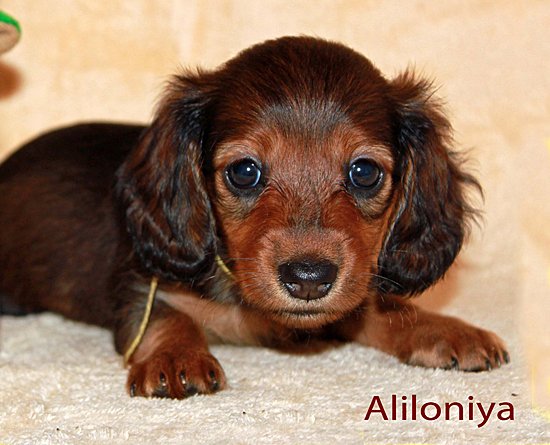 jamnik dlugowlosy Aliloniya 2