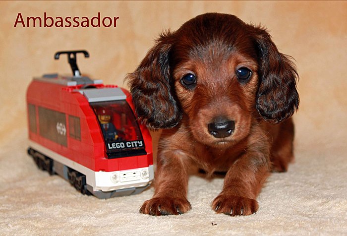 jamnik dlugowlosy Ambasador 2 p