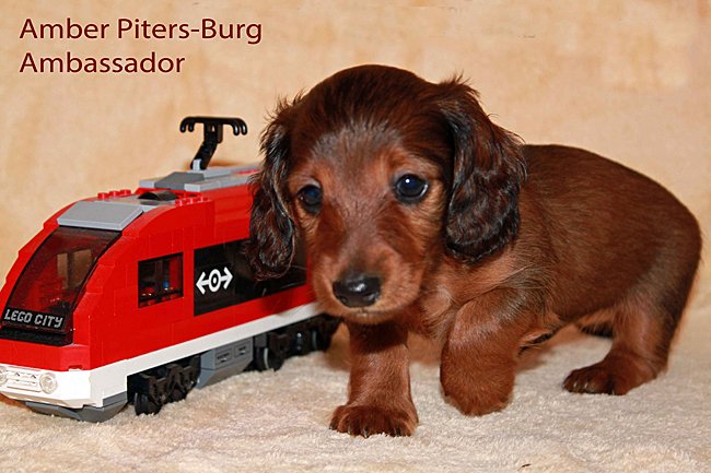 jamnik dlugowlosy Ambasador m