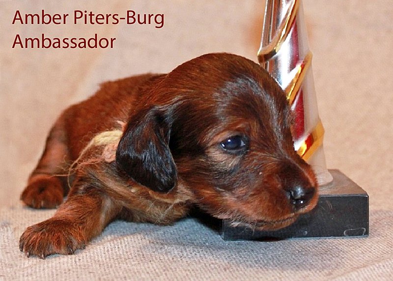 jamnik dlugowlosy Ambassador pomaranczowy 2