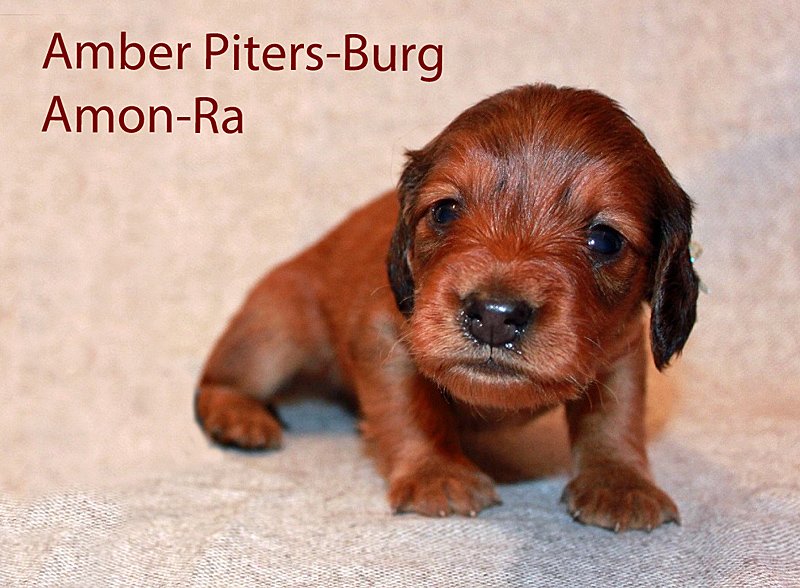 jamnik dlugowlosy Amon Ra b kitny