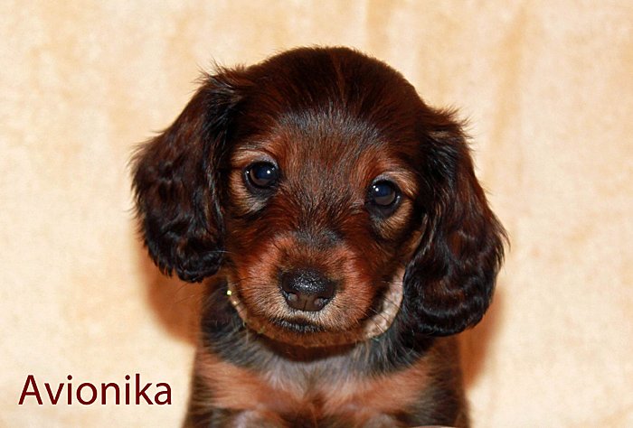 jamnik dlugowlosy Avionika