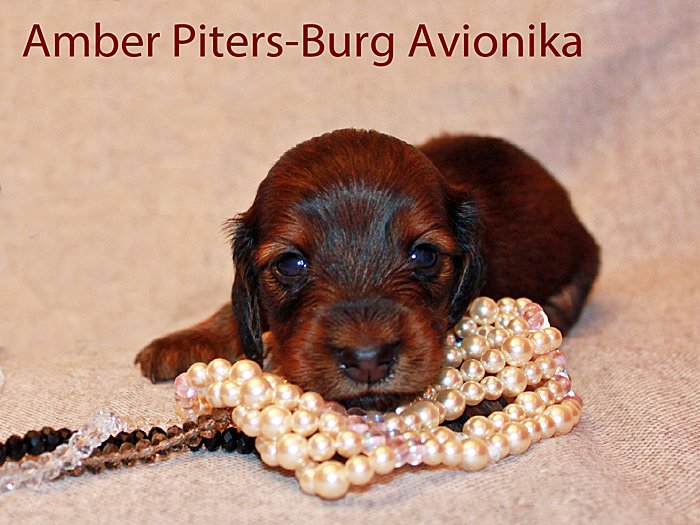 jamnik dlugowlosy Avionika r owa