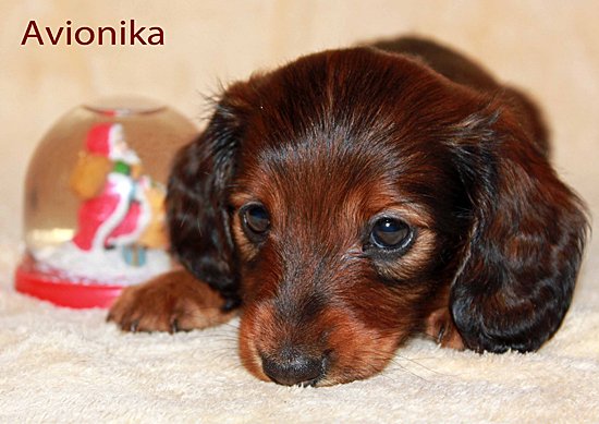 jamnik dlugowlosy Avionika 2