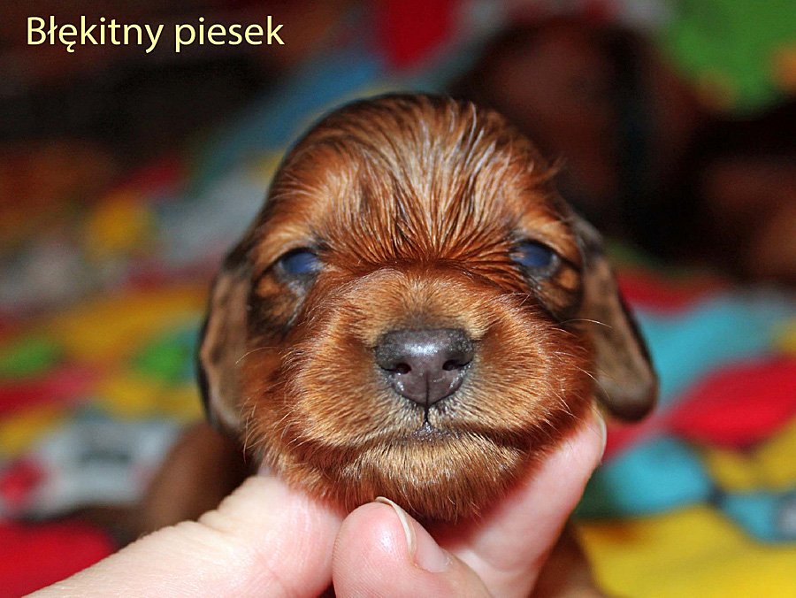 jamnik dlugowlosy B kitny piesek 2 m