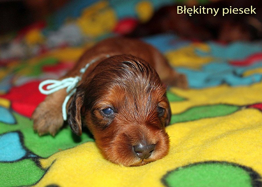 jamnik dlugowlosy B kitny piesek m