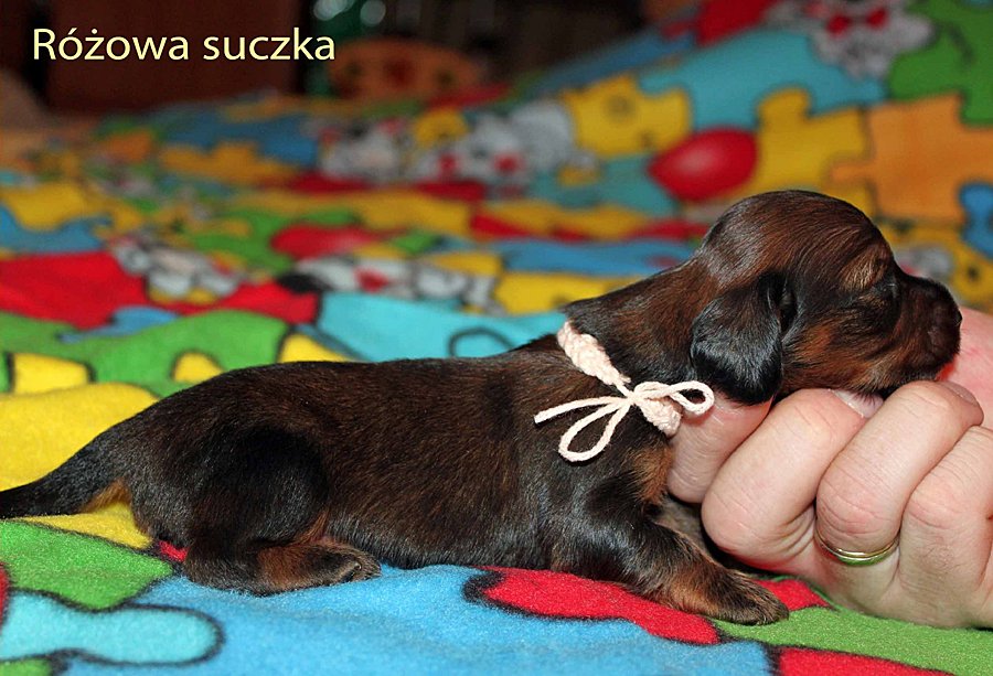 jamnik dlugowlosy R owa suczka m