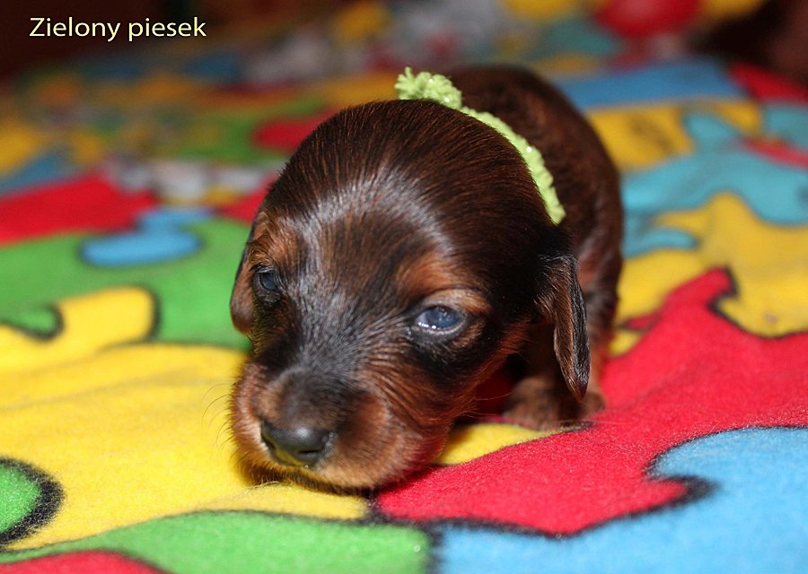 jamnik dlugowlosy Zielony piesek 2 m