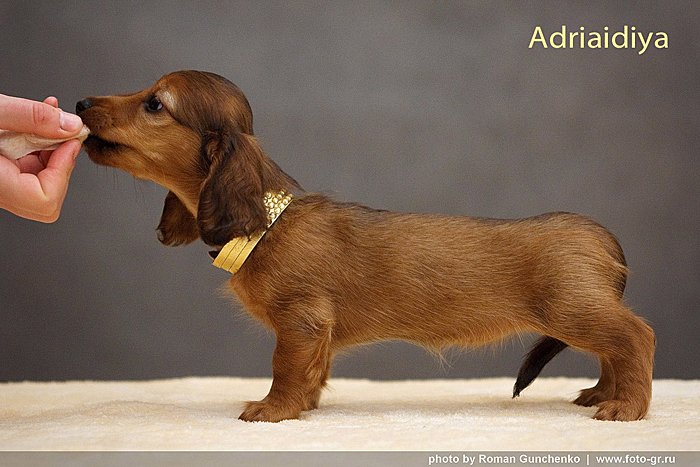 jamnik dlugowlosy Adriaidiya w postawie p