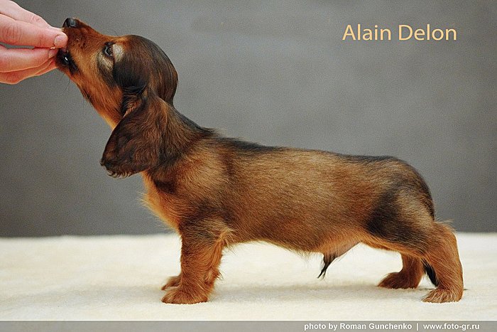 jamnik dlugowlosy Alain Delon w postawie p