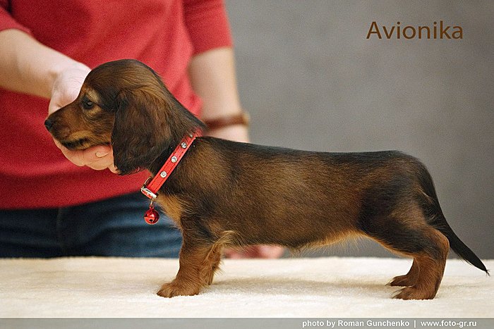 jamnik dlugowlosy Avionika w postawie p