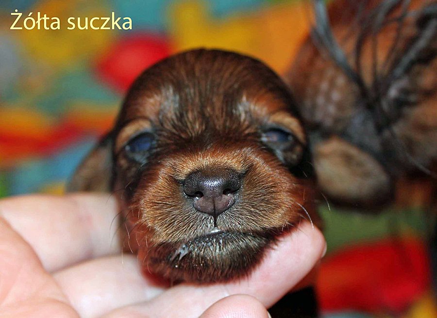 jamnik dlugowlosy ta suczka 2 ma e