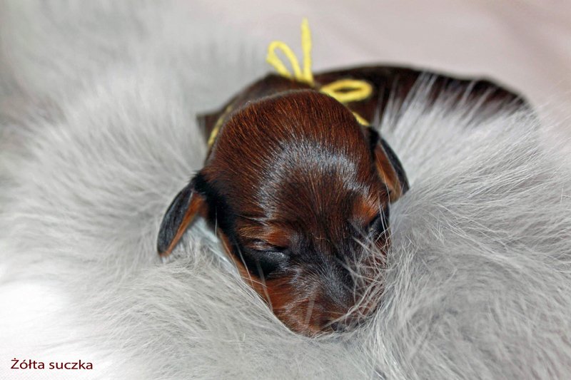 jamnik dlugowlosy ta suczka 5 dni 2 male