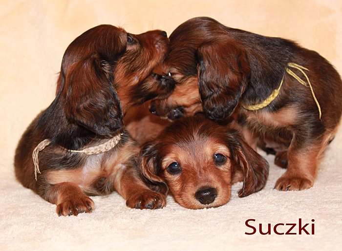 jamniki dlugowlose Suczki m