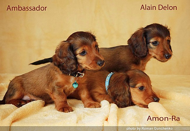 jamniki dlugowlose ch opcy ok p