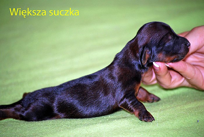  jamnik dlugowlosy suczka ciemna 5 dni p