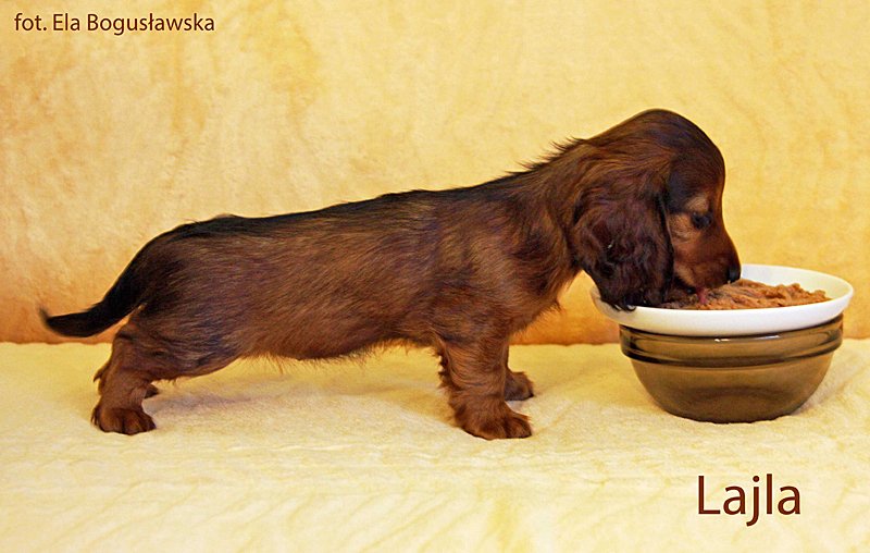 jamnik dlugowlosy Lajla w postawie ok mpp