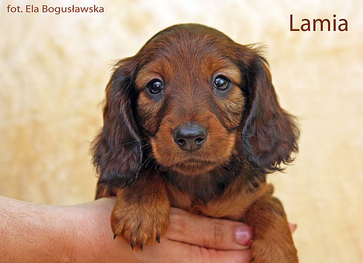 jamnik dlugowlosy Lamia 10 ok mpp