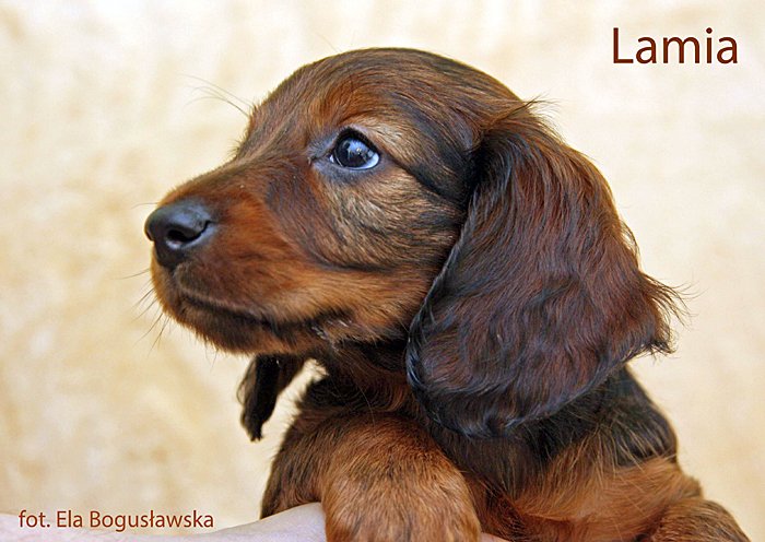 jamnik dlugowlosy Lamia 14 ok mpp