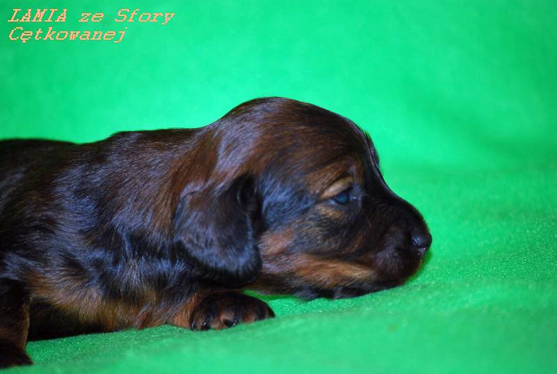 jamnik dlugowlosy Lamia 3 tyg