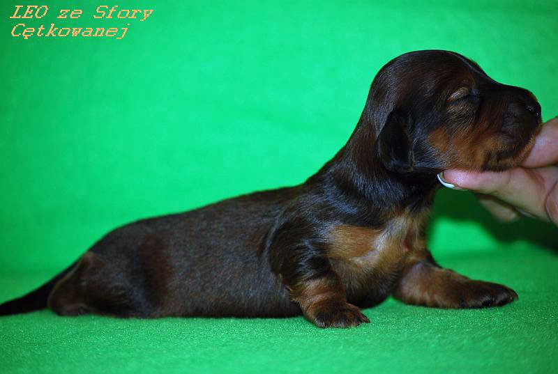 jamnik dlugowlosy Leo