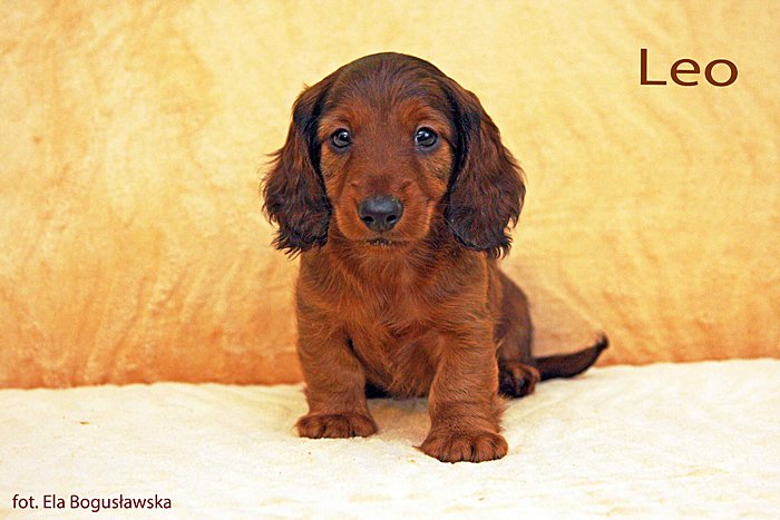 jamnik dlugowlosy Leo 10 mpp