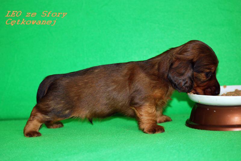 jamnik dlugowlosy Leo 2