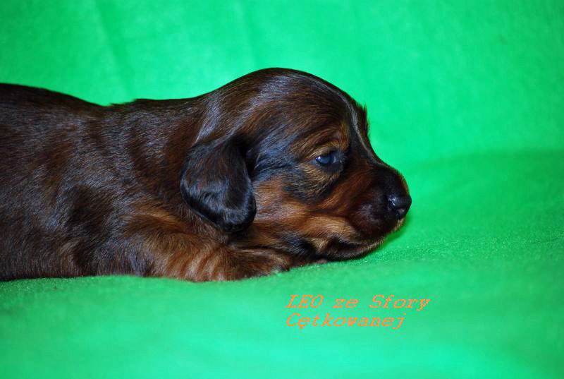 jamnik dlugowlosy Leo 3 tyg