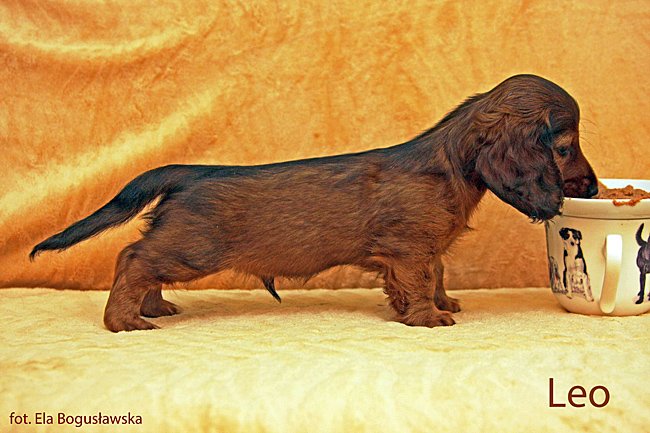 jamnik dlugowlosy Leo 4 ok pmp