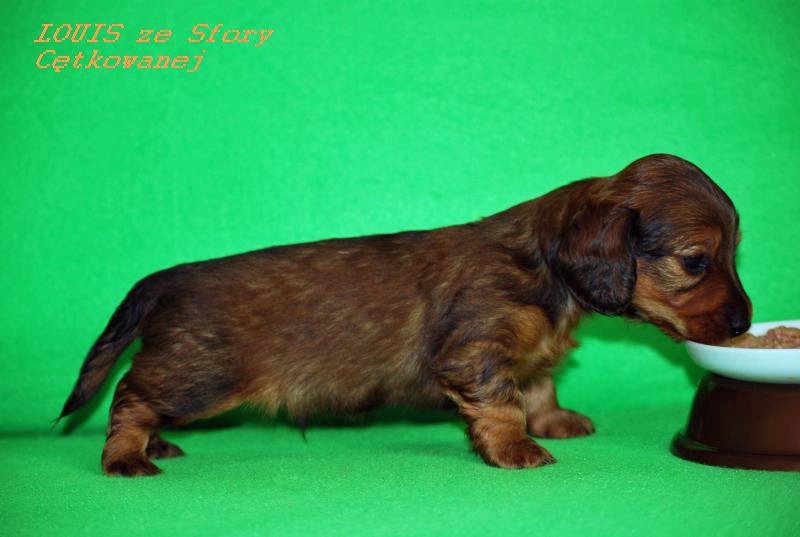 jamnik dlugowlosy Louis 2 1