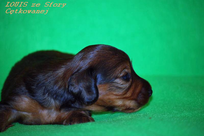 jamnik dlugowlosy Louis 3 tyg