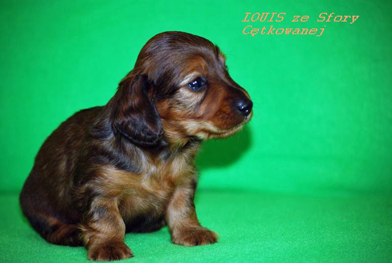 jamnik dlugowlosy Louis 4 tyg