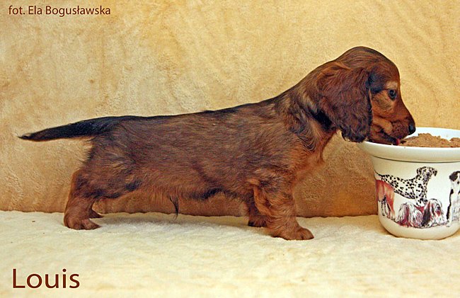 jamnik dlugowlosy Louis w postawie 2 ok mpp