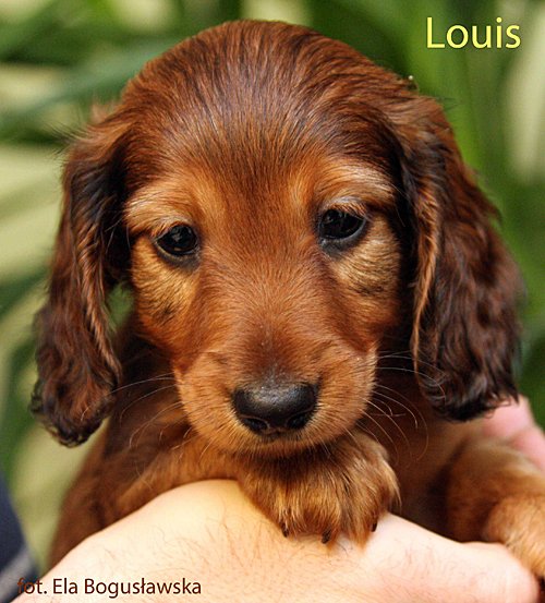 jamnik dlugowlosy Louis w zieleni 2 ok mpp