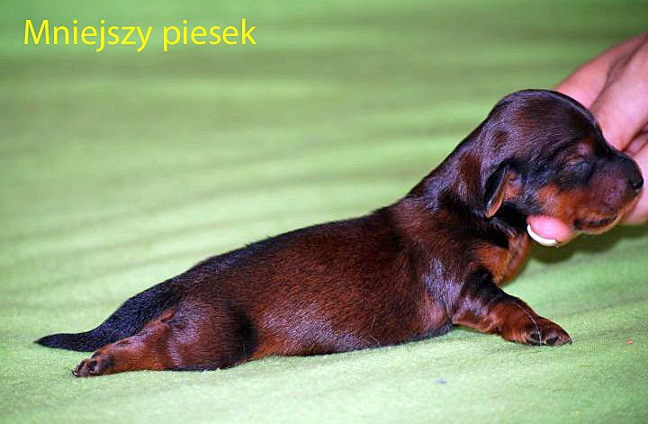 jamnik dlugowlosy mniejszy ch opak 5 dni