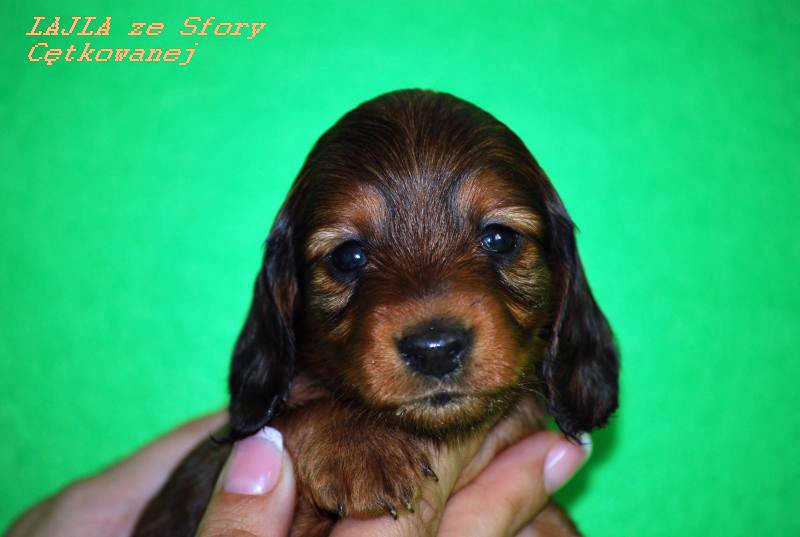 jamnik dlugowlosy kroliczy Lajla 4 tygodnie