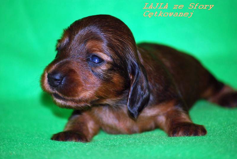 jamnik dlugowlosy kroliczy Lajla 2