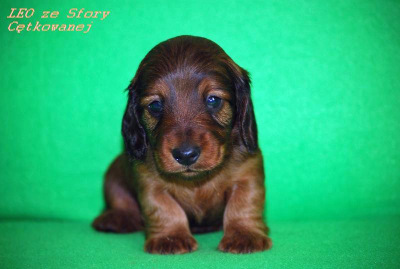 jamnik dlugowlosy kroliczy Leo 4 tygodnie