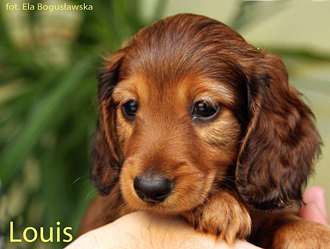 jamnik flugowlosy Louis w zieleni 9 ok mpp